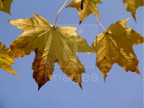 Autumn leaves of the Norway Maple (Acer platanoides)