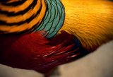 Golden pheasant,  detail