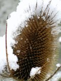 Snow on the seedhead of a Teasel (Dipsacus fullonum)