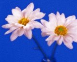 Flora: Chrysanthemum (Digital Art with fine brushstrokes)