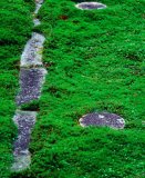 Stones amid a bed of moss; EikandoTemple, Kyoto, Japan.