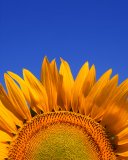Flora: Sunflower (lat: helianthus) 