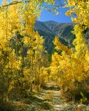 USA/Colorado: Fall in the Rocky Mountains