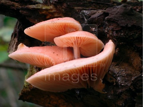 Fungi, Rhodotus palmatus