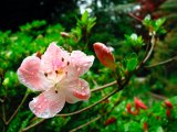 Trellisick gardens flower dewdrops 