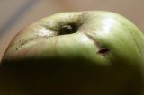 A cooking apple with stalk