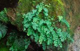 A maidenhair fern grown on damp rocks in the forest; Yushan National Park, Taiwan.