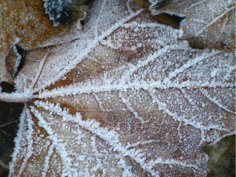 Ice on a winter leaf