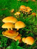 Toadstools in grass