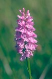 Spotted orchid, Dactylorhiza maculata, in flower in Rackenford & Knowstone Moor Nature Reserve; Devon, Great Britain.