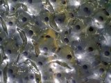 Frogspawn from the Common Frog
