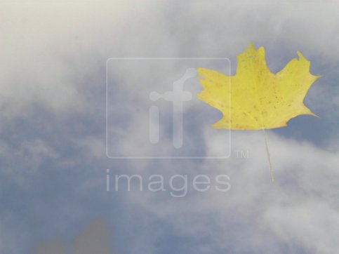 Blue sky with Norway Maple leaf