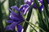 Iris sibirica flowers and stems
