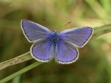 A Common Blue (Polyommatus icarus) butterfly, male