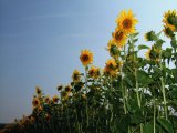 Row of sunflowers against blue sky: Sunflower, Field, Bright, Yellow, Colourful, Vivid, Vibrant, Summer, Season, Flowers, Stem, Floral, Leaves, Petals, Allergy, Pollen, Blue, Sky, Nature, Plant, Life, Agriculture, Growth