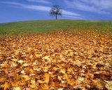 The Four Seasons - Autumn