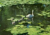 Swan and cygnets on lily pond