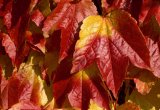 Virginia creeper in autumn colour, detail