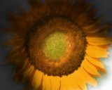 Flora: Sunflower (Digital Art) 