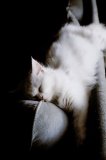 A white kitten sleeping on the arm of a sofa