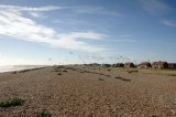Lade Beach, Romney, Kent, UK: view of flock of birds taking flight.
