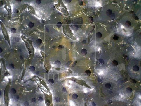 Frogspawn from the Common Frog