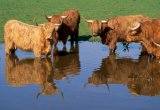 Highland cattle standing in pond