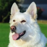 White German Shepherd Dog - (Alsatian)