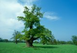 England, Oxfordshire, old oak tree, spring