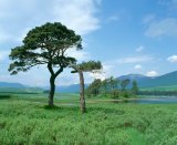 UK, Scotland, Strathclyde, Loch Tulla with caledonia pines.
