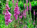 Foxgloves in the Cornwall Summer