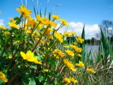 Celandines, buttercups at the waters edge