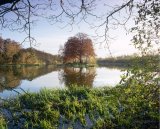 Autumn beech tree reflected in lake