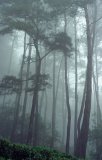 Pine forest in mist; Mt Xishan, near Guiping, Guangxi province, southwest China.