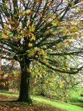 Autumn Horse Chestnut tree (Aesculus hippocastanum) with most leaves fallen.