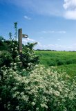 UK, walkers path through rural landscape