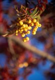 Yellow rowan berries, autumn