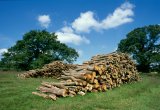 Cut logs by oak tree, with blue sky