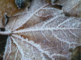 Ice on a winter leaf