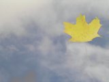Blue sky with Norway Maple leaf
