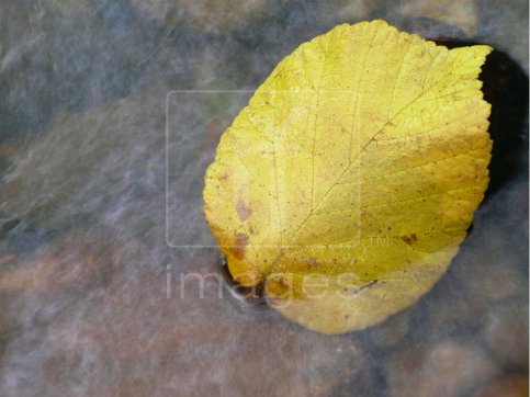 Autumn leaf in the river. River Rea, Birmingham UK