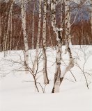 Birch trees in thick snow; Mt Norikura, Japan Alps, Japan.