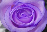 Rose close up-false colour