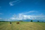UK, cows in field with blue sky
