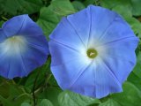 Morning Glory flowers, Ipomoea 'Heavenly Blue'