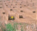 Young sunflower in harvested cereal field