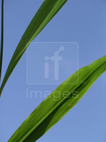 Abstract of two leaves against the sky