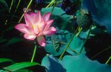 Lotus flower; Lou Lim Iok Garden, Macau, China.