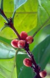 Coffee beans ripening on a coffee tree; Menglun, Xishuangbanna, Yunnan province, China.