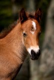 New Forest Pony Foal, Hampshire, England